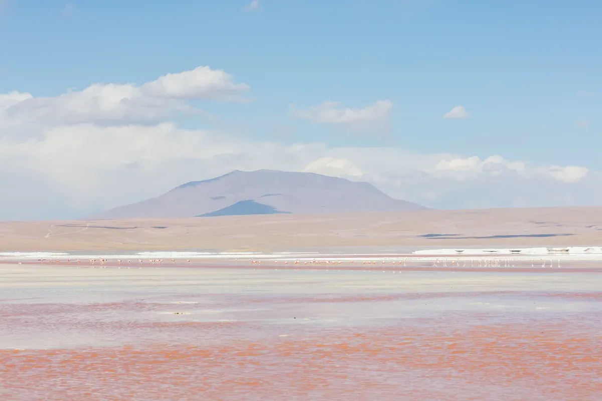 Andean flamingos feeding in the red water of Laguna Colorada on an Uyuni salt flats tour